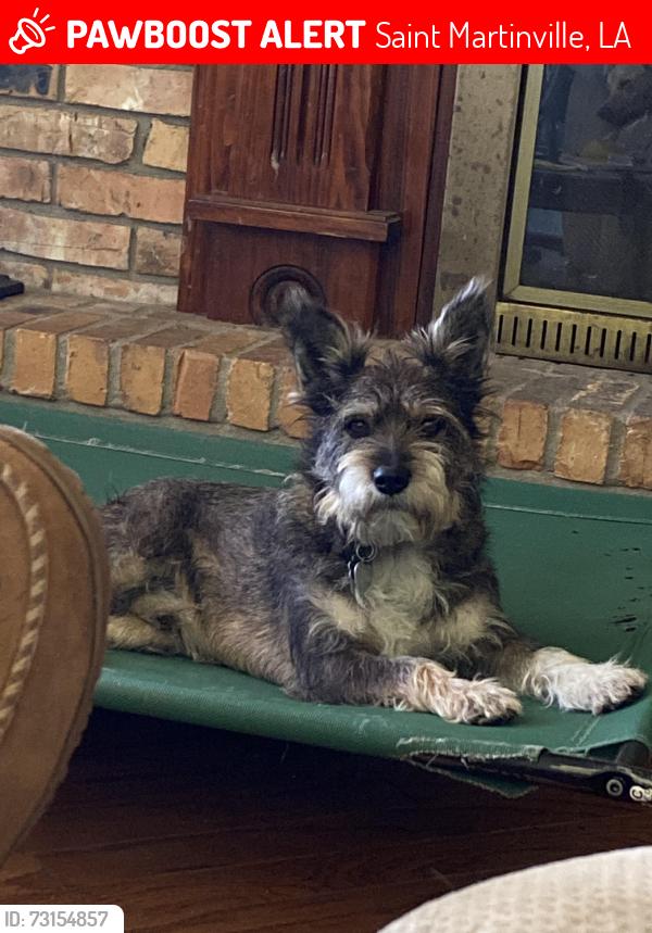 Lost Male Dog last seen Near Nelson Drive, Saint Martinville, LA 70582