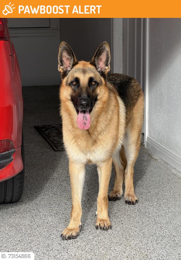 Found/Stray Male Dog last seen Chapel Road at Hambleton Dr. Lorena TX, McLennan County, TX 76712