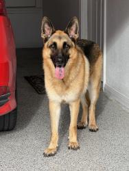 Found/Stray Male Dog last seen Chapel Road at Hambleton Dr. Lorena TX, McLennan County, TX 76712