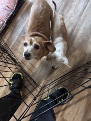 Reunited Female Dog last seen Near Tropicana Dr, Suwanee, GA 30024, USA, Suwanee, GA 30024