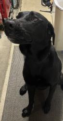 Reunited Male Dog last seen 2nd street/river rd, Norco, CA 92860