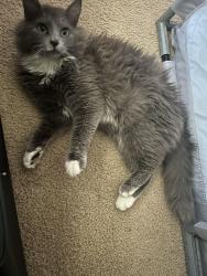 Lost Female Cat last seen Log Shoals Rd and Griffin Rd, Greenville County, SC 29607