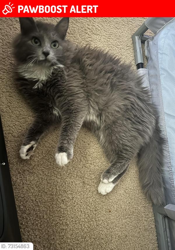 Lost Female Cat last seen Log Shoals Rd and Griffin Rd, Greenville County, SC 29607