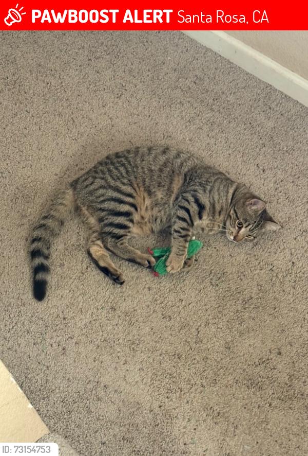 Lost Male Cat last seen Brigham ave and Vallejo St, Santa Rosa, CA 95404