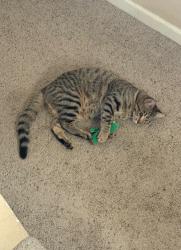 Lost Male Cat last seen Brigham ave and Vallejo St, Santa Rosa, CA 95404