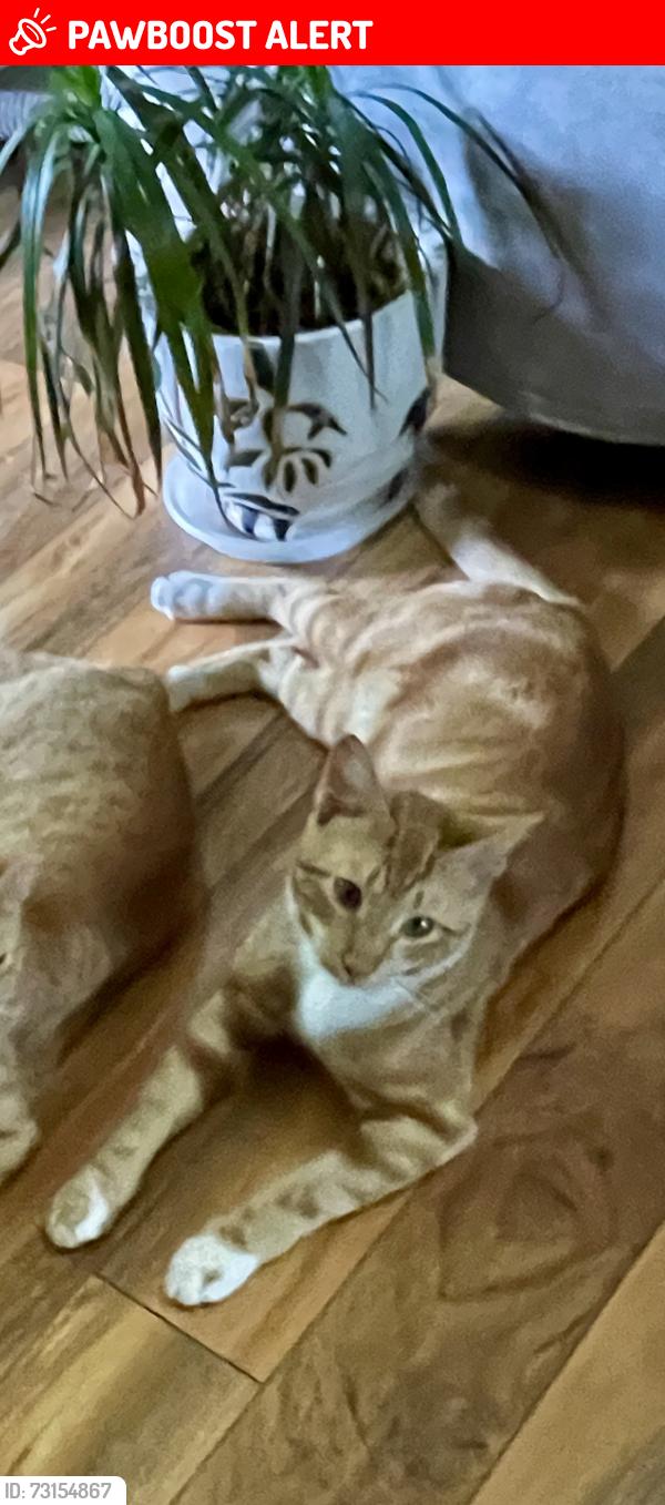 Lost Male Cat last seen Rufe snow and victoria ave, North Richland Hills, TX 76180
