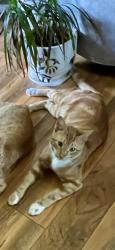 Lost Male Cat last seen Rufe snow and victoria ave, North Richland Hills, TX 76180
