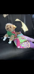 Lost Male Dog last seen Lake Ave, birr st, Rochester, NY 14615