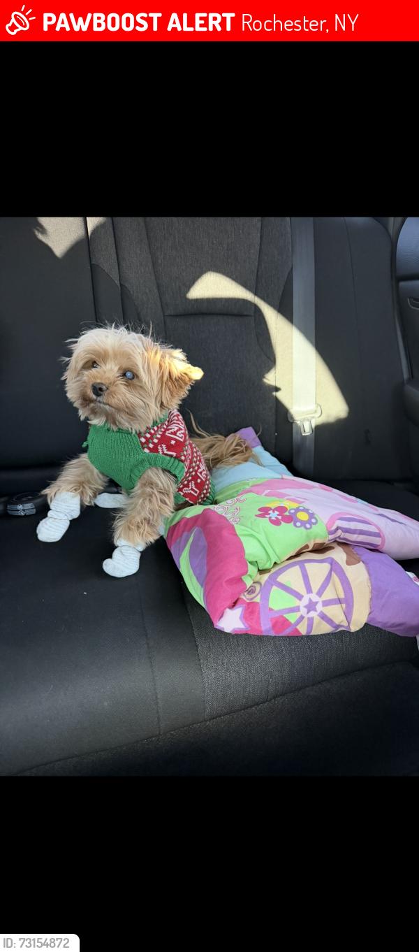 Lost Male Dog last seen Lake Ave, birr st, Rochester, NY 14615