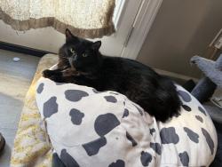 Reunited Female Cat last seen Near Heritage Green Dr, Cornelius, NC 28031, USA, Cornelius, NC 28031