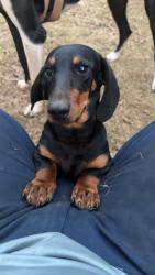 Lost Male Dog last seen Near Quartemaster rd, Spartanburg, SC 29301