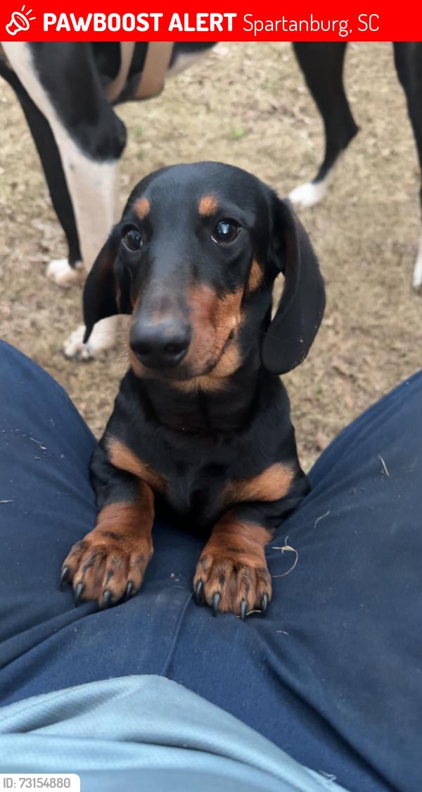 Lost Male Dog last seen Near Quartemaster rd, Spartanburg, SC 29301