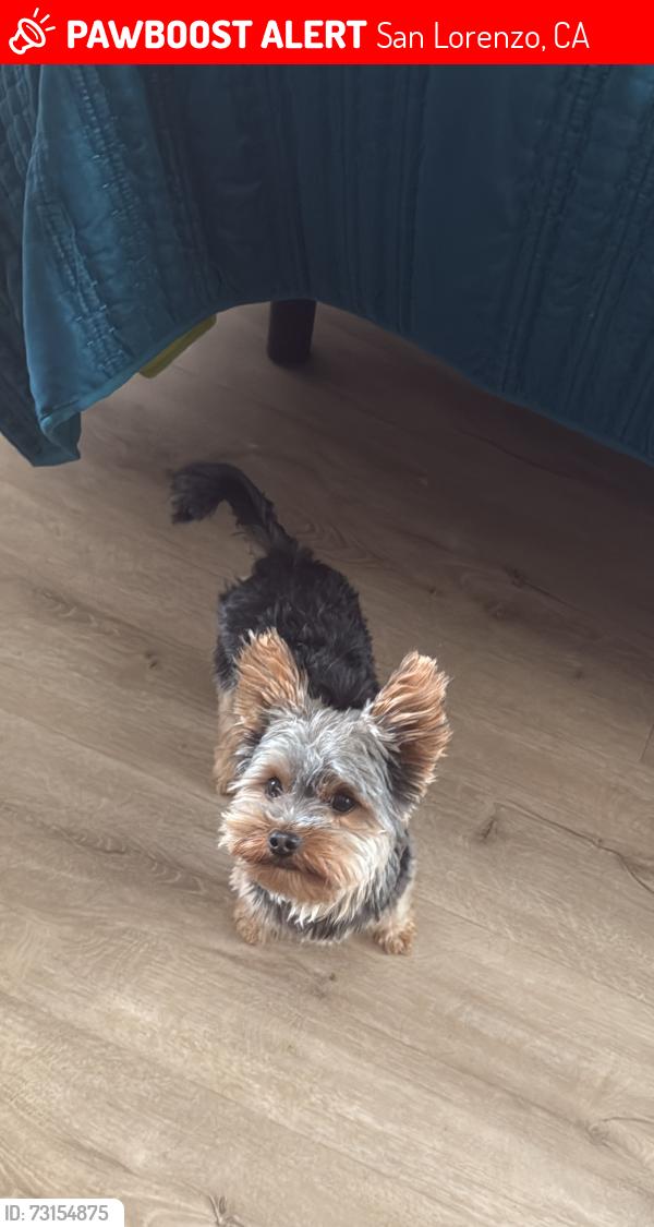 Lost Male Dog last seen Paseo grande, San Lorenzo, CA 94580
