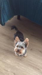 Lost Male Dog last seen Paseo grande, San Lorenzo, CA 94580