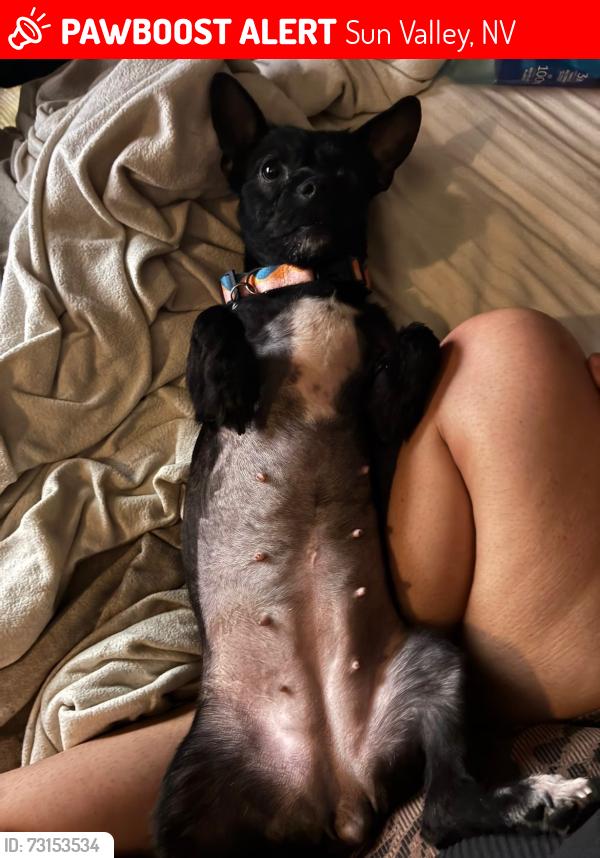 Lost Female Dog last seen Sun valley Blvd, W Fourth Ave & W Gepford Pkwy, Sun Valley, NV 89433