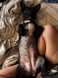 Lost Female Dog last seen Sun valley Blvd, W Fourth Ave & W Gepford Pkwy, Sun Valley, NV 89433