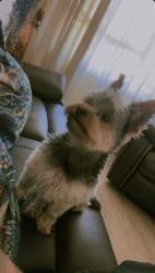 Reunited Male Dog last seen Paseo grande San Lorenzo ca, San Lorenzo, CA 94580