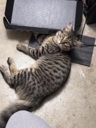 Lost Male Cat last seen East Butte Park, Portland, OR 97224