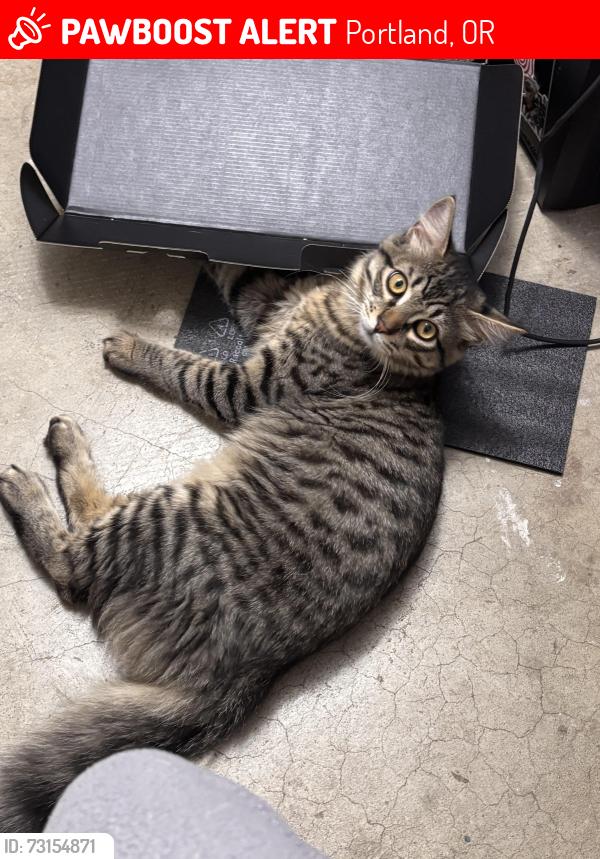 Lost Male Cat last seen East Butte Park, Portland, OR 97224