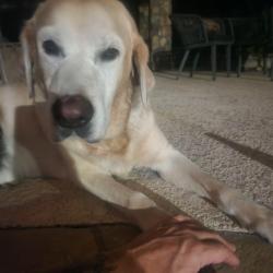 Reunited Male Dog last seen Las fuentes in Magnolia, Magnolia, TX 77354