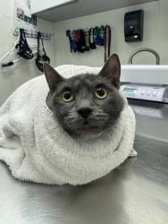 Shelter Stray Female Cat last seen Renton Ave S + S Walden St, Seattle, WA, 2061 15th Ave W, Seattle, WA 98119, USA
