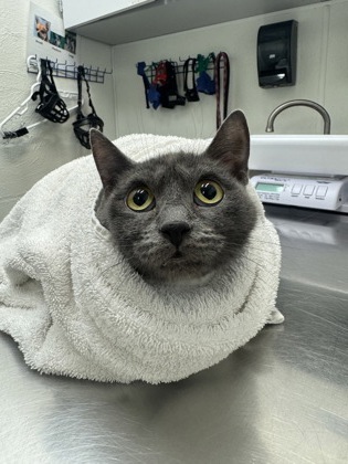 Shelter Stray Female Cat last seen Renton Ave S + S Walden St, Seattle, WA, 2061 15th Ave W, Seattle, WA 98119, USA