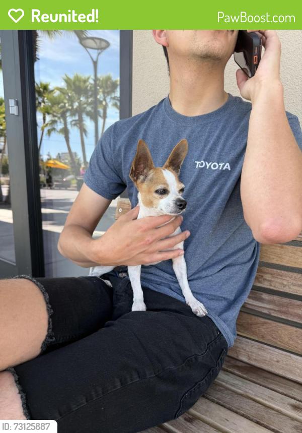 Reunited Female Dog last seen Academic coffee, Santa Clara, CA 95050