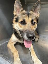 Shelter Stray Male Dog last seen Near OLD DECATUR RD, North District,, 355 Hillshire Dr, Haslet, TX 76052, USA