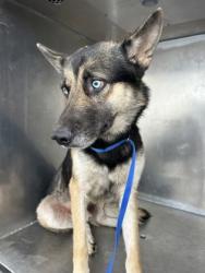 Shelter Stray Male Dog last seen Near OLD DECATUR RD, North District,, 355 Hillshire Dr, Haslet, TX 76052, USA