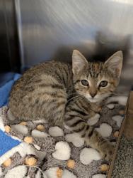 Shelter Stray Female Cat last seen Near Stafford Rd, Baltimore, MD 21229, 21229, MD, 301 Stockholm St, Baltimore, MD 21230, USA