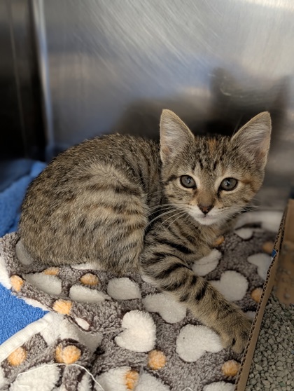 Shelter Stray Female Cat last seen Near Stafford Rd, Baltimore, MD 21229, 21229, MD, 301 Stockholm St, Baltimore, MD 21230, USA
