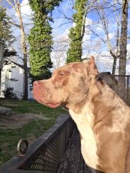 Reunited Female Dog last seen Near 120 Misty ridge pt, Hiram, GA 30141