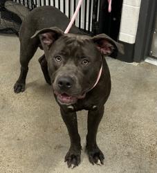 Shelter Stray Male Dog last seen St Clair & Casper, 5th District, OH, 9203 Detroit Ave, Cleveland, OH 44102, USA