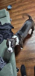 Found/Stray Female Dog last seen Banister Lane and garden villa, Austin, TX 78704