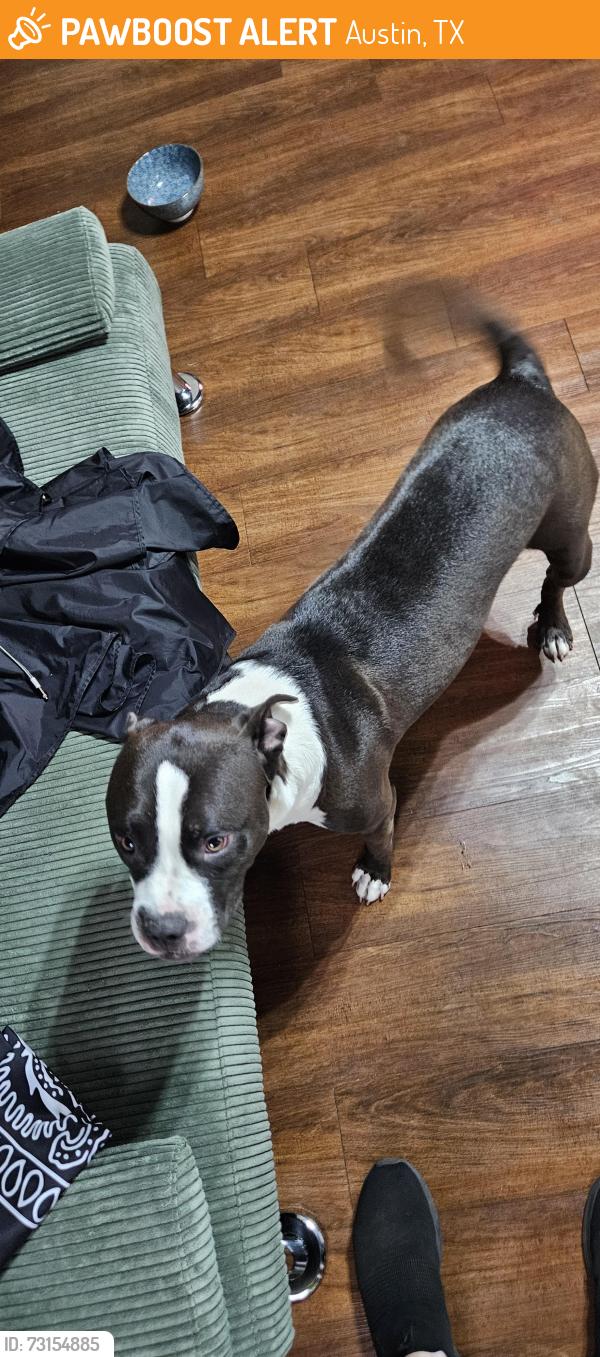 Found/Stray Female Dog last seen Banister Lane and garden villa, Austin, TX 78704