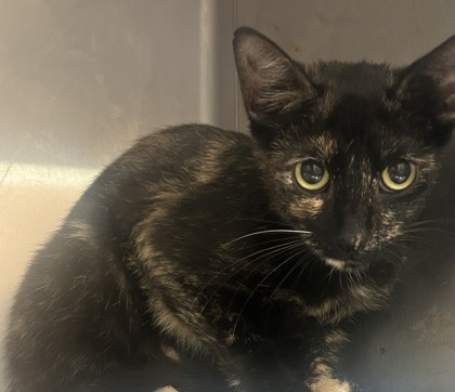 Shelter Stray Female Cat last seen Near Lakewood Avenue Southeast, Atlanta, GA 30315, Other - Out of County, GA, 3280 Chamblee Dunwoody Rd, Chamblee, GA 30341, USA