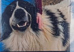 Reunited Male Dog last seen Mill creek rd rocky face ga, Whitfield County, GA 30740