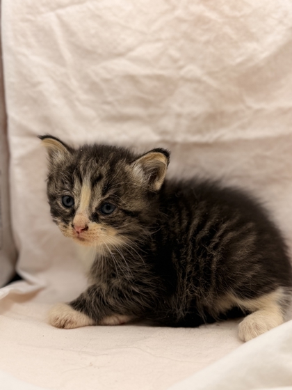 Shelter Stray Female Cat last seen Near Higdon Drive, Knox County ASO, TN, 3201 Division St, Knoxville, TN 37919, USA
