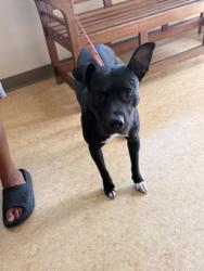 Shelter Stray Female Dog last seen Danieldale Rd + Clark Rd, Duncanville, TX, 1150 E Pleasant Run Rd, Cedar Hill, TX 75104, USA