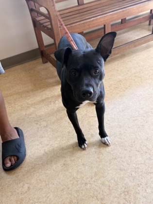 Shelter Stray Female Dog last seen Danieldale Rd + Clark Rd, Duncanville, TX, 1150 E Pleasant Run Rd, Cedar Hill, TX 75104, USA