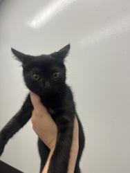 Shelter Stray Male Cat last seen Near Wingate Way, Atlanta, GA, 1251 Fulton Industrial Blvd NW, Atlanta, GA 30336, USA