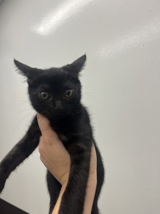 Shelter Stray Male Cat last seen Near Wingate Way, Atlanta, GA, 1251 Fulton Industrial Blvd NW, Atlanta, GA 30336, USA