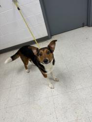 Shelter Stray Female Dog last seen , Harrison County, MS, 2615 25th Ave, Gulfport, MS 39501, USA