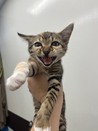 Shelter Stray Female Cat last seen Near Wingate Way, Atlanta, GA, 1251 Fulton Industrial Blvd NW, Atlanta, GA 30336, USA