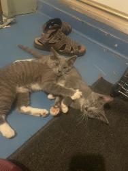 Found/Stray Unknown Cat last seen Near shopping center, Greensboro, NC 27405