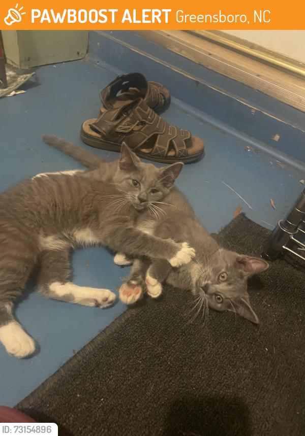 Found/Stray Unknown Cat last seen Near shopping center, Greensboro, NC 27405