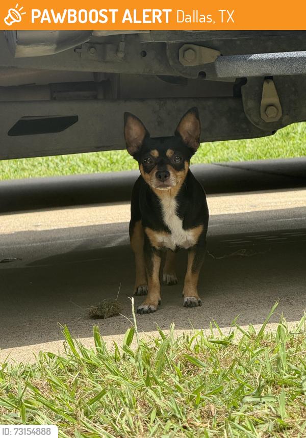 Found/Stray Unknown Dog last seen Etta dr and Military, Dallas, TX 75227