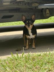 Found/Stray Unknown Dog last seen Etta dr and Military, Dallas, TX 75227