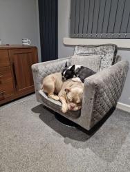 Lost Female Dog last seen Viewfield, North Lanarkshire, Scotland ML6 9DL