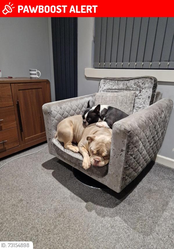 Lost Female Dog last seen Viewfield, North Lanarkshire, Scotland ML6 9DL
